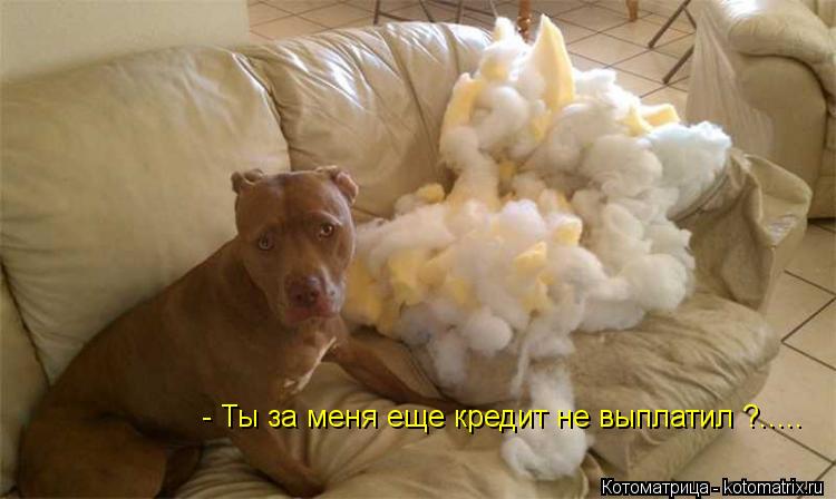 - Ты за меня еще кредит не выплатил ?........ Котоматрица: - Ты за меня еще кредит не выплатил ?.....