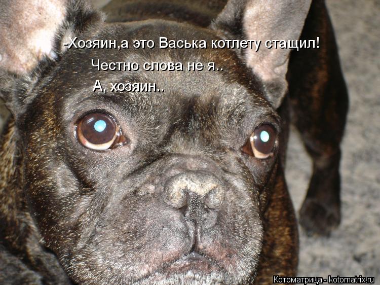 -Хозяин,а это Васька котлету стащил! Честно слова не я.. А, хозяин..... Котоматрица: -Хозяин,а это Васька котлету стащил! Честно слова не я.. А, хозяин..