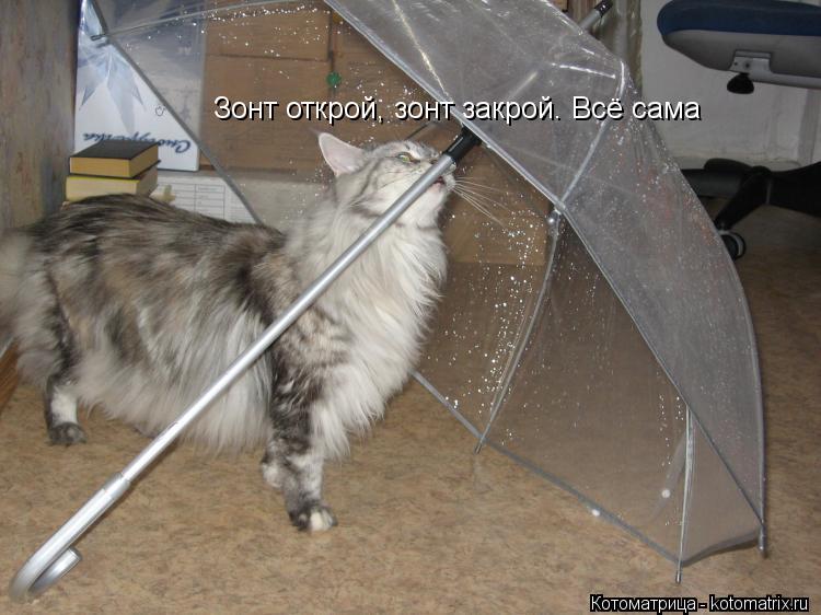 Зонт открой, зонт закрой. Всё сама... Котоматрица: Зонт открой, зонт закрой. Всё сама