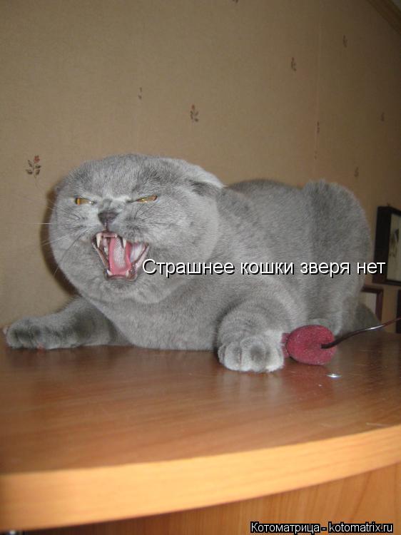 Страшнее кошки зверя нет... Котоматрица: Страшнее кошки зверя нет