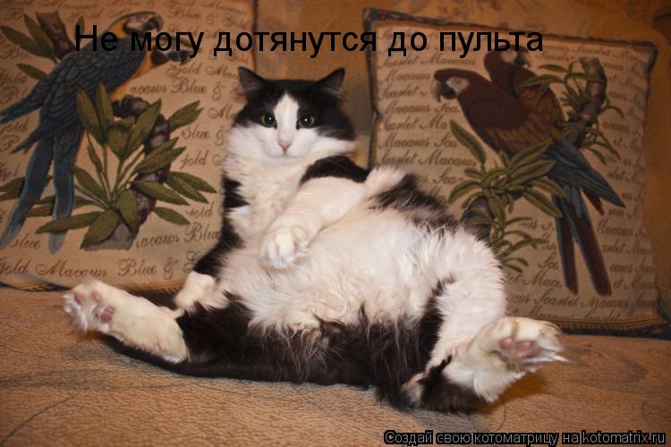 Не могу дотянутся до пульта... Котоматрица: Не могу дотянутся до пульта
