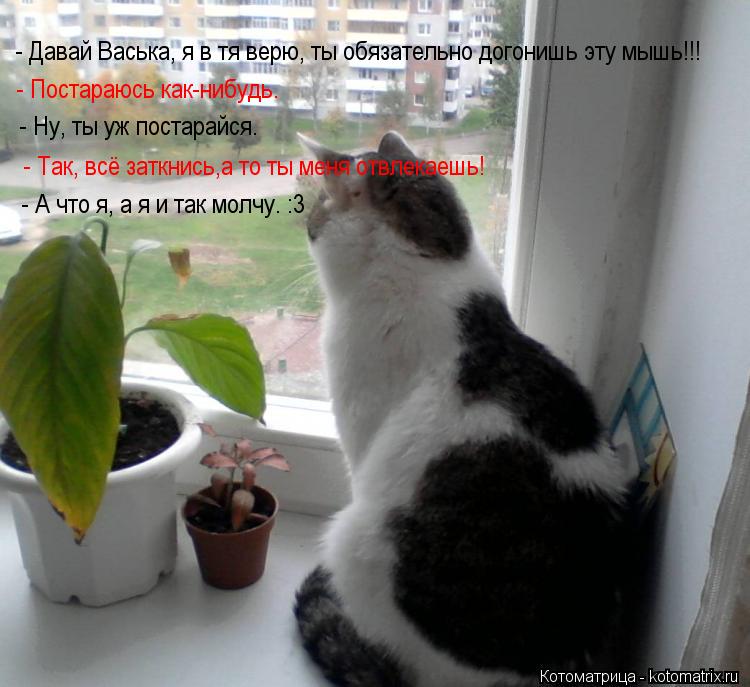 - Давай Васька, я в тя верю, ты обязательно догонишь эту мышь!!! - Постараюсь как-нибудь. - Ну, ты ... Котоматрица: - Давай Васька, я в тя верю, ты обязательно догонишь эту мышь!!! - Постараюсь как-нибудь. - Ну, ты уж постарайся. - Так, всё заткнись,а то ты меня