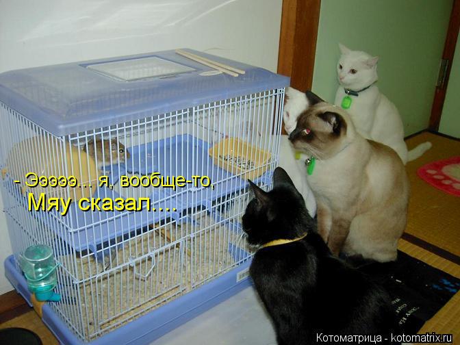 - Эээээ... я, вообще-то, Мяу сказал....... Котоматрица: - Эээээ... я, вообще-то, Мяу сказал....