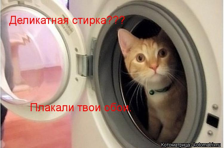 Деликатная стирка??? Плакали твои обои.... Котоматрица: Деликатная стирка??? Плакали твои обои.
