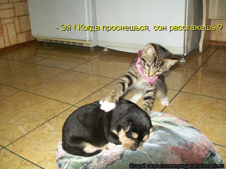 - Эй ! Когда проснешься, сон расскажешь ?... Котоматрица: - Эй ! Когда проснешься, сон расскажешь ?