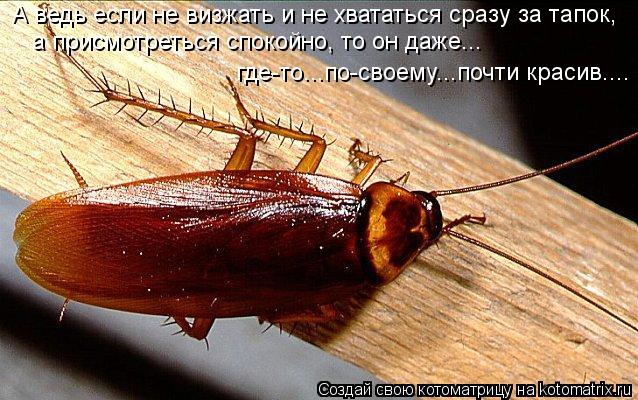 А ведь если не визжать и не хвататься сразу за тапок, а присмотреться спокойно, то он даже... где-то.... Котоматрица: А ведь если не визжать и не хвататься сразу за тапок, а присмотреться спокойно, то он даже... где-то...по-своему...почти красив....