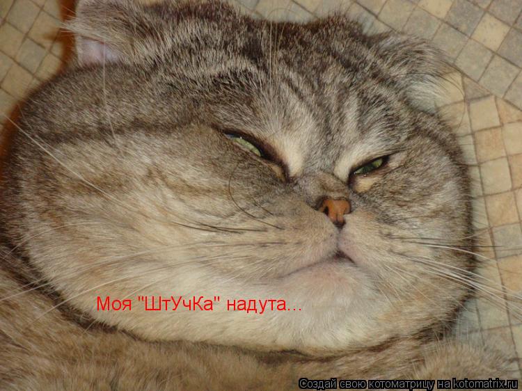 Моя "ШтУчКа" надута...... Котоматрица: Моя "ШтУчКа" надута...