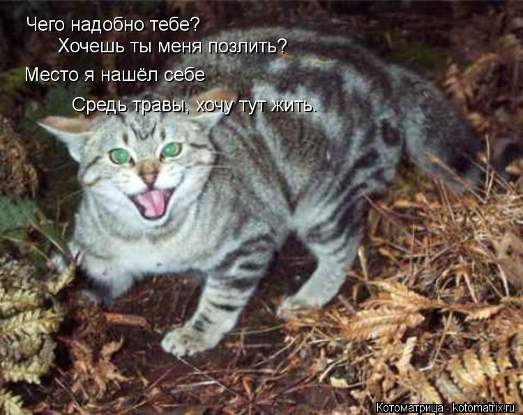 Чего надобно тебе? Хочешь ты меня позлить? Место я нашёл себе Средь травы, хочу тут жить.... Котоматрица: Чего надобно тебе? Хочешь ты меня позлить? Место я нашёл себе Средь травы, хочу тут жить.