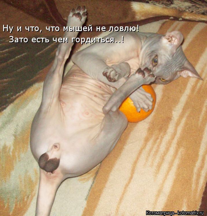 Ну и что, что мышей не ловлю! Зато есть чем гордиться..!... Котоматрица: Ну и что, что мышей не ловлю! Зато есть чем гордиться..!