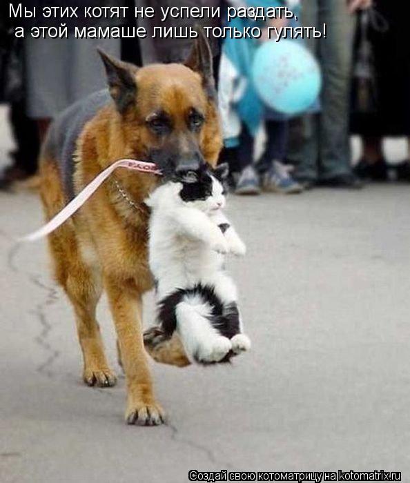 Мы этих котят не успели раздать, а этой мамаше лишь только гулять!... Котоматрица: Мы этих котят не успели раздать, а этой мамаше лишь только гулять!