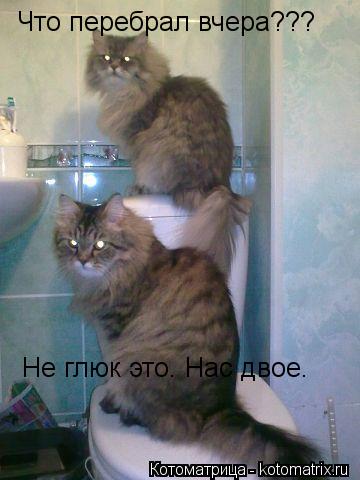 Что перебрал вчера??? Не глюк это. Нас двое.... Котоматрица: Что перебрал вчера??? Не глюк это. Нас двое.