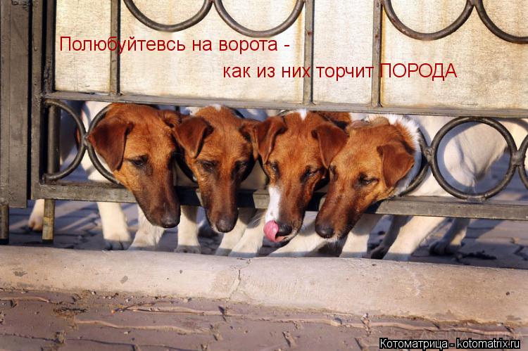 Полюбуйтевсь на ворота - как из них торчит ПОРОДА... Котоматрица: Полюбуйтевсь на ворота - как из них торчит ПОРОДА
