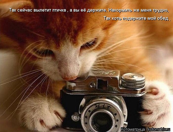 Так сейчас вылетит птичка , а вы её держите. Накормить же меня неудосужелись. Так сейчас вылетит пти... Котоматрица: Так сейчас вылетит птичка , а вы её держите. Накормить же меня неудосужелись. Так сейчас вылетит птичка , а вы её держите. Накормить же меня т