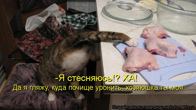 -Я стесняюсь!? ХА! Да я гляжу, куда почище уронить, хозяюшка ты моя...... Котоматрица: -Я стесняюсь!? ХА! Да я гляжу, куда почище уронить, хозяюшка ты моя...