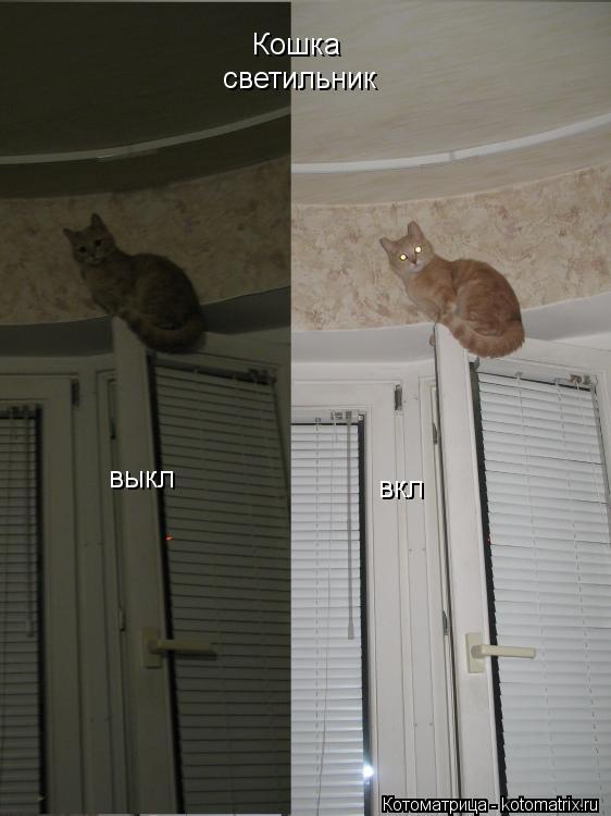 Кошка выкл вкл светильник... Котоматрица: Кошка выкл вкл светильник