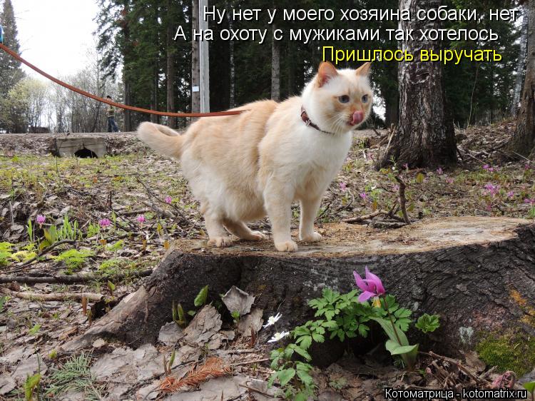 Ну нет у моего хозяина собаки, нет А на охоту с мужиками так хотелось Пришлось выручать... Котоматрица: Ну нет у моего хозяина собаки, нет А на охоту с мужиками так хотелось Пришлось выручать
