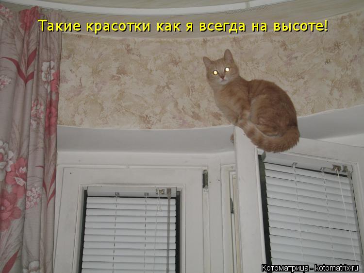 Такие красотки как я всегда на высоте!... Котоматрица: Такие красотки как я всегда на высоте!