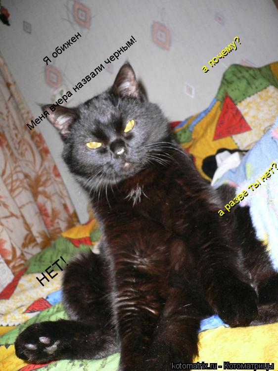 Я обижен а почему? Меня вчера назвали черным! НЕТ! а разве ты нет?... Котоматрица: Я обижен а почему? Меня вчера назвали черным! НЕТ! а разве ты нет?