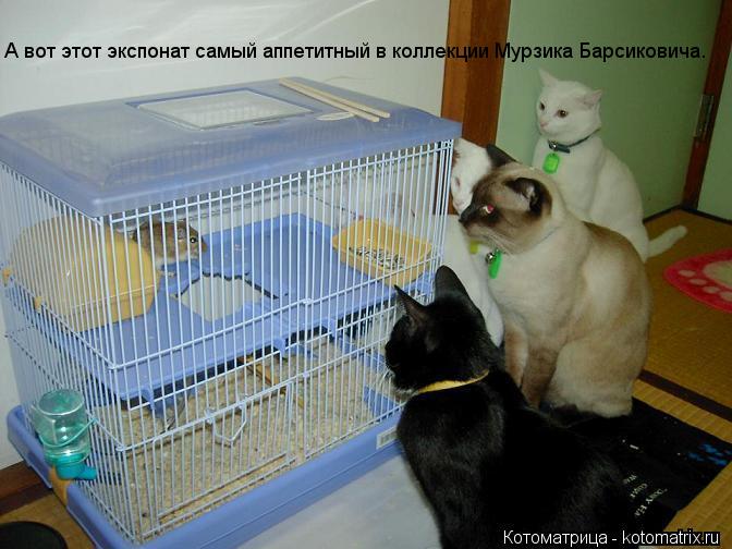 А вот этот экспонат самый аппетитный в коллекции Мурзика Барсиковича.... Котоматрица: А вот этот экспонат самый аппетитный в коллекции Мурзика Барсиковича.