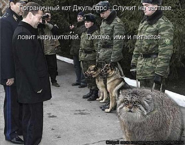 Пограничный кот Джульбарс . Служит на заставе, ловит нарушителей... Похоже, ими и питается...... Котоматрица: Пограничный кот Джульбарс . Служит на заставе, ловит нарушителей... Похоже, ими и питается...