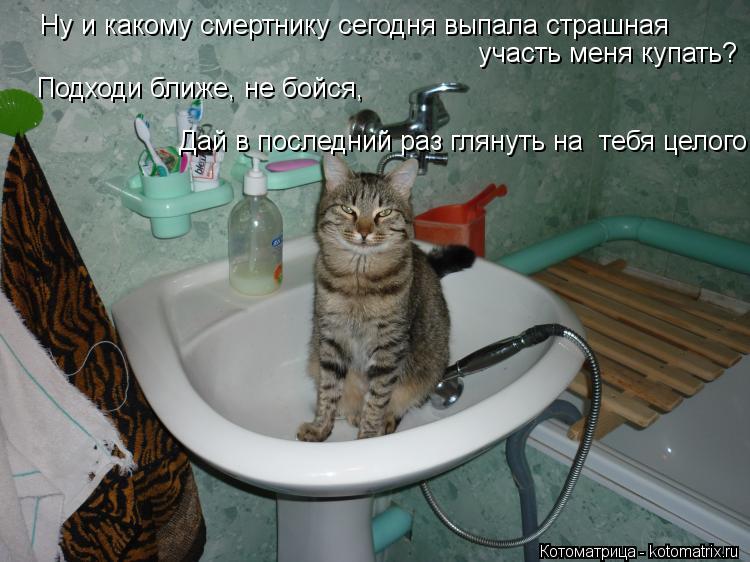 Ну и какому смертнику сегодня выпала страшная участь меня купать? Подходи ближе, не бойся, Дай в посл... Котоматрица: Ну и какому смертнику сегодня выпала страшная участь меня купать? Подходи ближе, не бойся, Дай в последний раз глянуть на тебя целого
