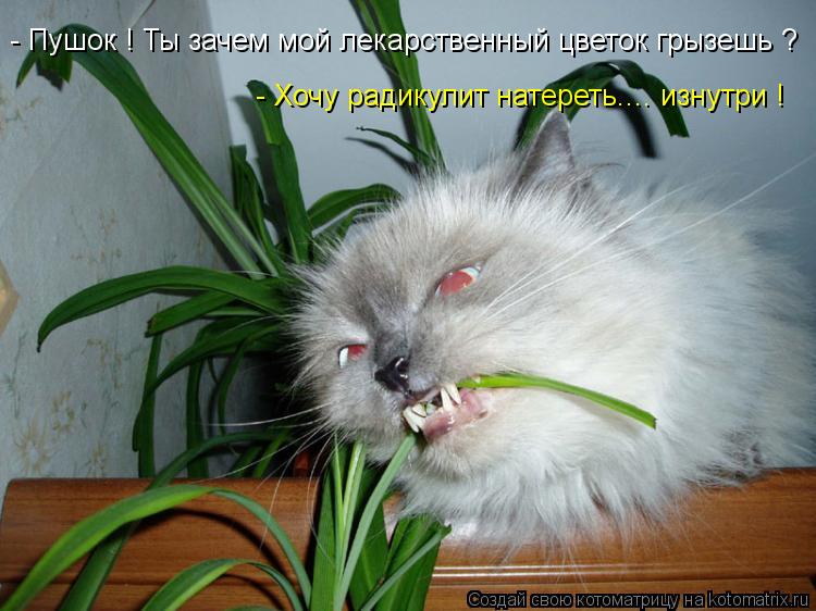 - Пушок ! Ты зачем мой лекарственный цветок грызешь ? - Хочу радикулит натереть.... изнутри !... Котоматрица: - Пушок ! Ты зачем мой лекарственный цветок грызешь ? - Хочу радикулит натереть.... изнутри !
