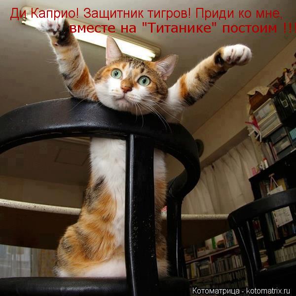Ди Каприо! Защитник тигров! Приди ко мне, вместе на "Титанике" постоим !!!... Котоматрица: Ди Каприо! Защитник тигров! Приди ко мне, вместе на "Титанике" постоим !!!