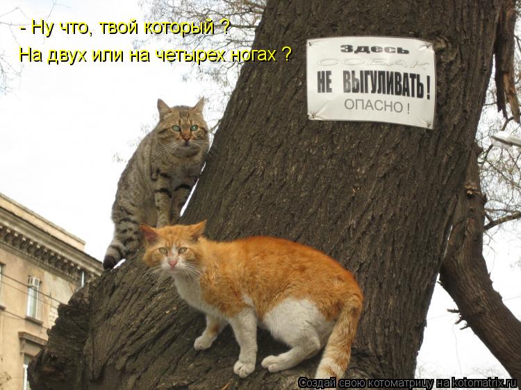 - Ну что, твой который ? На двух или на четырех ногах ?... Котоматрица: - Ну что, твой который ? На двух или на четырех ногах ?