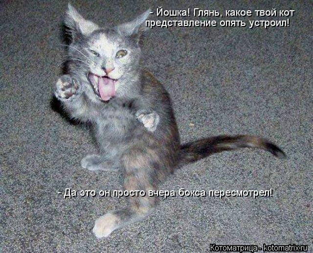 - Йошка! Глянь, какое твой кот представление опять устроил! - Да это он просто вчера бокса пересмотр... Котоматрица: - Йошка! Глянь, какое твой кот представление опять устроил! - Да это он просто вчера бокса пересмотрел!