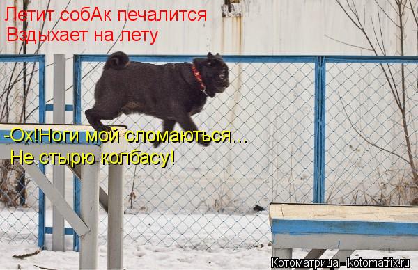 Летит собАк печалится Вздыхает на лету -Ох!Ноги мой сломаються... Не стырю колбасу!... Котоматрица: Летит собАк печалится Вздыхает на лету -Ох!Ноги мой сломаються... Не стырю колбасу!