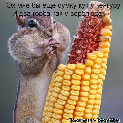 Эх мне бы еще сумку кук у кенгуру И два горба как у верблюда... Котоматрица: Эх мне бы еще сумку кук у кенгуру И два горба как у верблюда