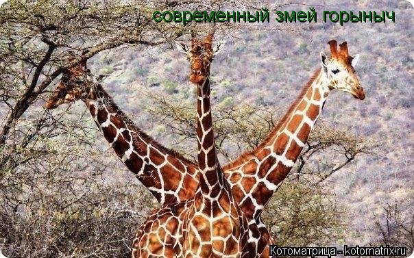 современный змей горыныч... Котоматрица: современный змей горыныч