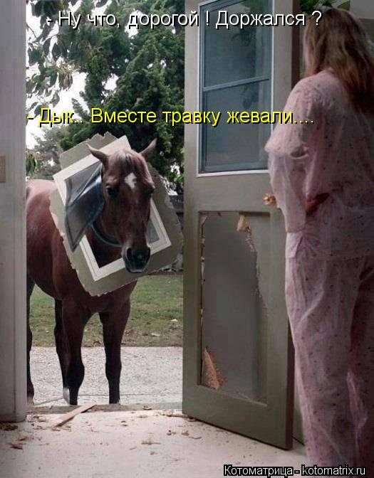 - Ну что, дорогой ! Доржался ? - Дык.. Вместе травку жевали....... Котоматрица: - Ну что, дорогой ! Доржался ? - Дык.. Вместе травку жевали....