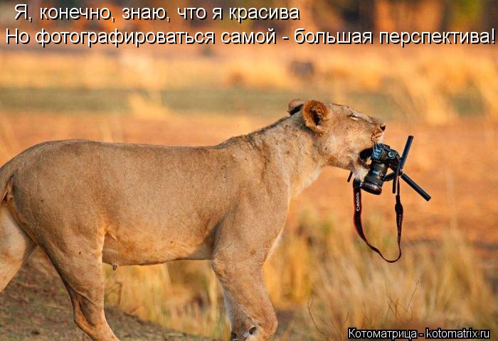 Я, конечно, знаю, что я красива Но фотографироваться самой - большая перспектива!... Котоматрица: Я, конечно, знаю, что я красива Но фотографироваться самой - большая перспектива!