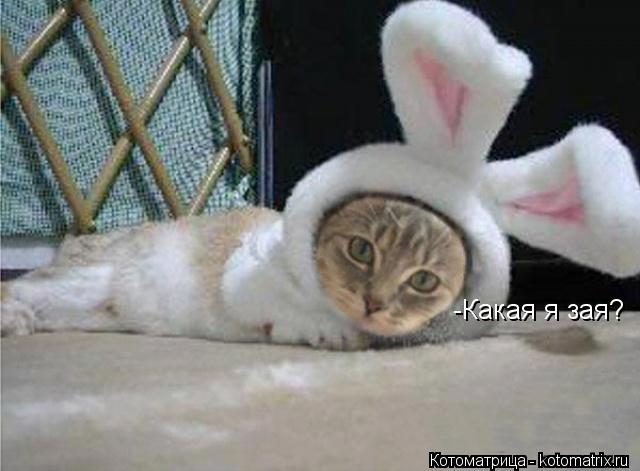 -Какая я зая?... Котоматрица: -Какая я зая?
