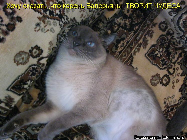 Хочу сказать ,что корень Валерьяны ТВОРИТ ЧУДЕСА... Котоматрица: Хочу сказать ,что корень Валерьяны ТВОРИТ ЧУДЕСА