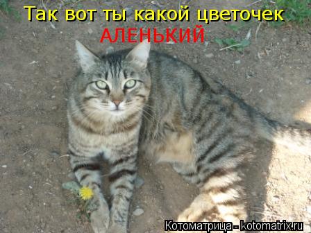 Так вот ты какой цветочек АЛЕНЬКИЙ... Котоматрица: Так вот ты какой цветочек АЛЕНЬКИЙ