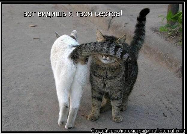 вот видишь я твоя сестра!... Котоматрица: вот видишь я твоя сестра!