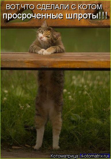 ВОТ,ЧТО СДЕЛАЛИ С КОТОМ просроченные шпроты!!!... Котоматрица: ВОТ,ЧТО СДЕЛАЛИ С КОТОМ просроченные шпроты!!!