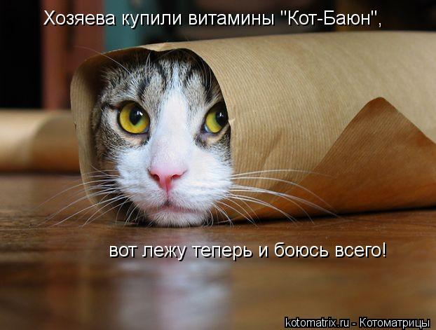 Хозяева купили витамины "Кот-Баюн", вот лежу теперь и боюсь всего!... Котоматрица: Хозяева купили витамины "Кот-Баюн", вот лежу теперь и боюсь всего!