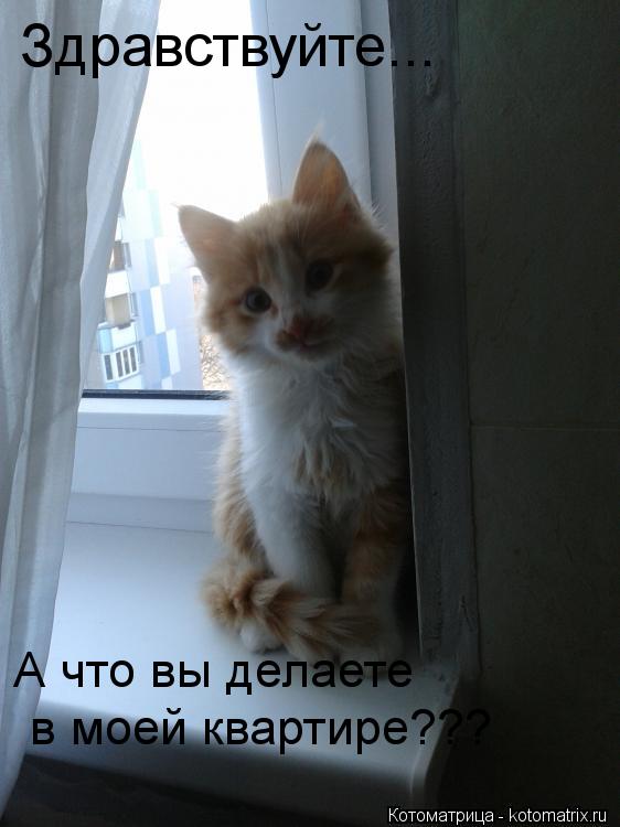 Здравствуйте... А что вы делаете в моей квартире???... Котоматрица: Здравствуйте... А что вы делаете в моей квартире???