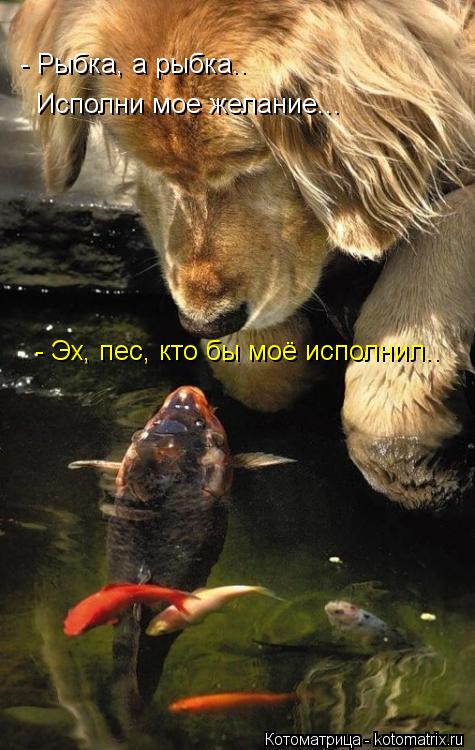 - Рыбка, а рыбка.. Исполни мое желание... - Эх, пес, кто бы моё исполнил..... Котоматрица: - Рыбка, а рыбка.. Исполни мое желание... - Эх, пес, кто бы моё исполнил..