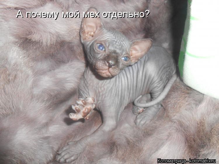 А почему мой мех отдельно?... Котоматрица: А почему мой мех отдельно?