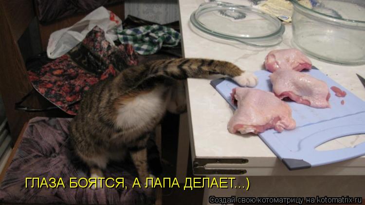 ГЛАЗА БОЯТСЯ, А ЛАПА ДЕЛАЕТ...)... Котоматрица: ГЛАЗА БОЯТСЯ, А ЛАПА ДЕЛАЕТ...)