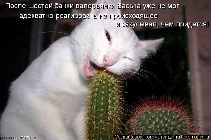 После шестой банки валерьянки Васька уже не мог и закусывал, чем придется! адекватно реагировать на п... Котоматрица: После шестой банки валерьянки Васька уже не мог и закусывал, чем придется! адекватно реагировать на происходящее