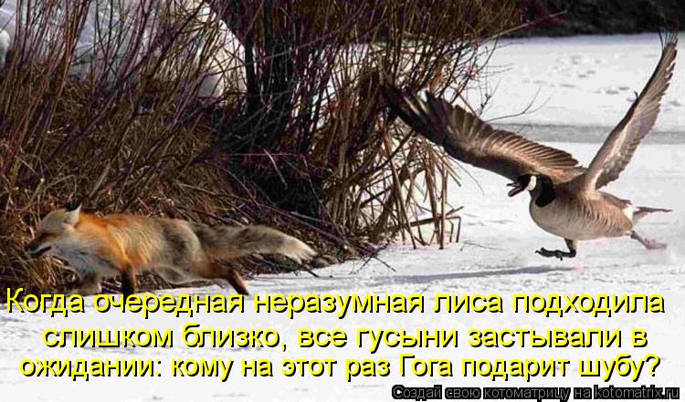 слишком близко, все гусыни застывали в ожидании: кому на этот раз Гога подарит шубу? Когда очередная ... Котоматрица: слишком близко, все гусыни застывали в ожидании: кому на этот раз Гога подарит шубу? Когда очередная неразумная лиса подходила