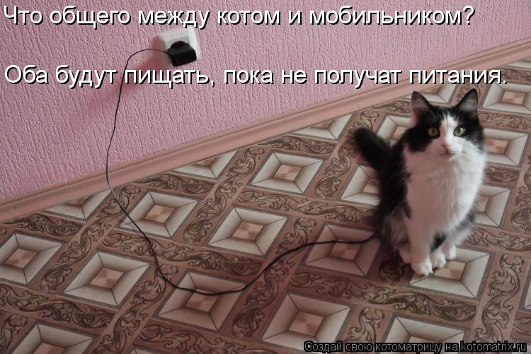 Котоматрица: Что общего между котом и мобильником? Оба будут пищать, пока не получат питания.