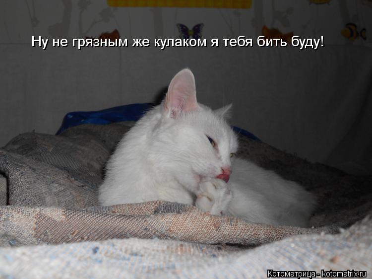 Ну не грязным же кулаком я тебя бить буду!... Котоматрица: Ну не грязным же кулаком я тебя бить буду!