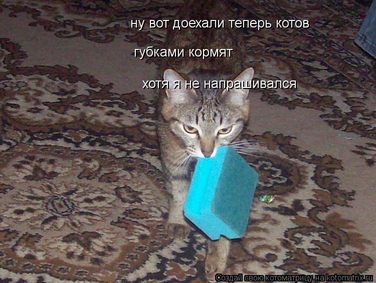 ну вот доехали теперь котов губками кормят хотя я не напрашивался... Котоматрица: ну вот доехали теперь котов губками кормят хотя я не напрашивался