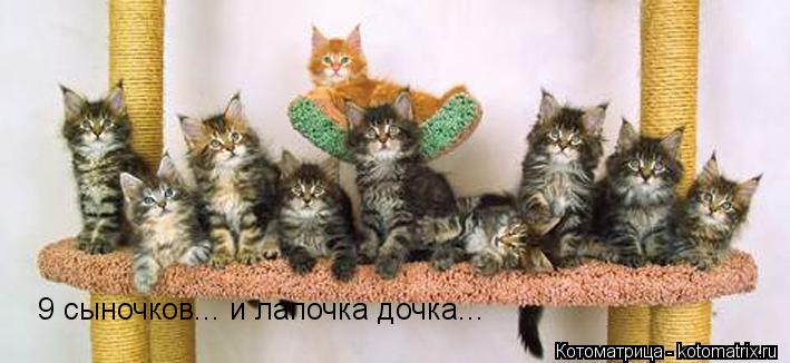 9 сыночков... и лапочка дочка...... Котоматрица: 9 сыночков... и лапочка дочка...